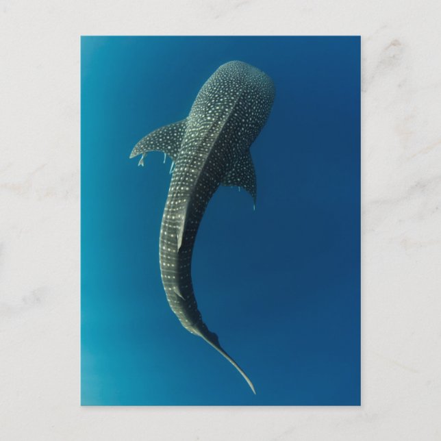 Carte Postale Vue de dessus d'un requin baleine (Devant)