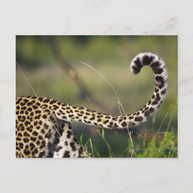 Carte Postale Vue de la queue de léopards (Panthera pardus), (Devant)