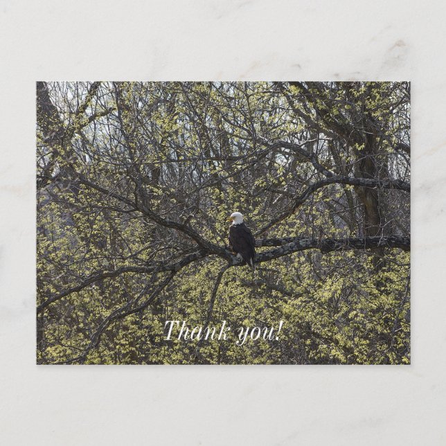 Carte Postale Vue de l'aigle peinturlurée (Devant)