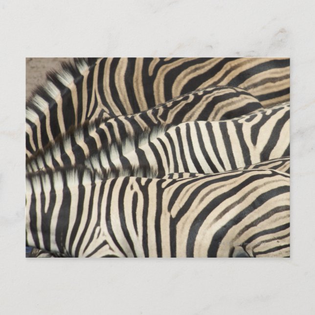 Carte Postale Vue de l'extérieur du Zebra de Burchell (Devant)