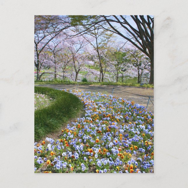 Carte Postale Vue des fleurs de cerisiers (& Viola) (Devant)