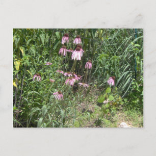 Carte Postale Vue des Prairies