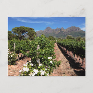 Carte Postale Vue des vignobles. Stellenbosch