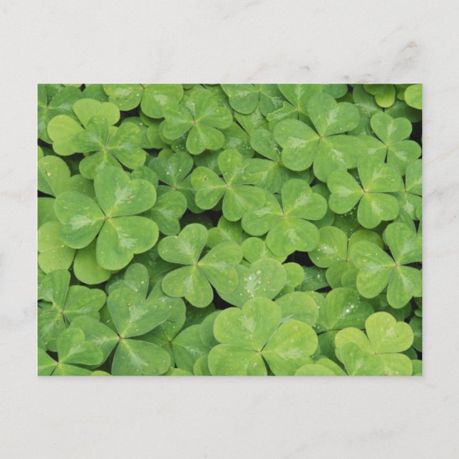 Carte Postale Vue d'Oxalis Oregana feuillage d'oseille de bois (Devant)