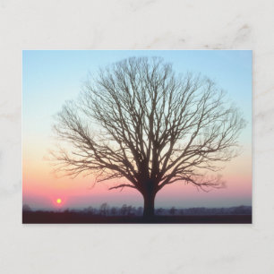 Carte Postale Vue du coucher du soleil