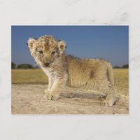 Vue du jeune lionceau (Panthera leo), en regard