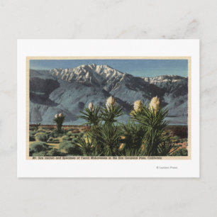 Carte Postale Vue du mont San Jacinto, Yucca Mohavensis