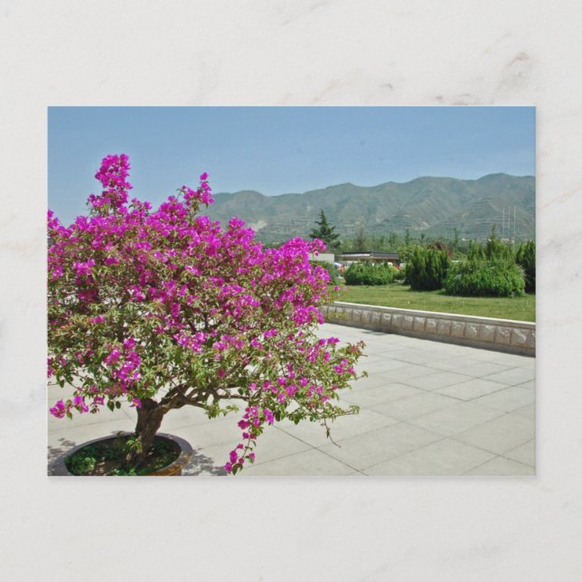 Carte Postale Vue Du Musée, Xian, Chine (Devant)
