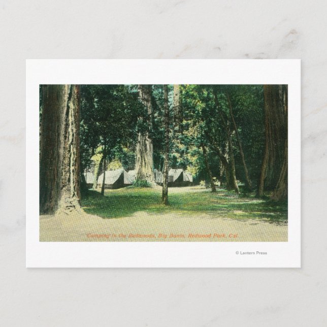 Carte Postale Vue d'un camp dans les séquoias (Devant)