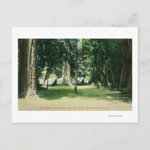 Carte Postale Vue d'un camp dans les séquoias