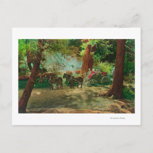 Carte Postale Vue d'un entraîneur de scène parmi les grands arbr