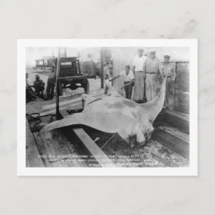 Carte Postale Vue d'un Manray pris