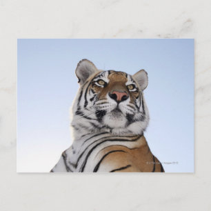 Carte Postale Vue en angle faible d'un tigre (Panthera tigris)