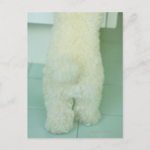 Carte Postale Vue en faible section d'un caniche miniature