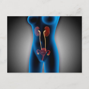 Carte Postale Vue En Rayon X Du Corps Féminin Avec Reproduction