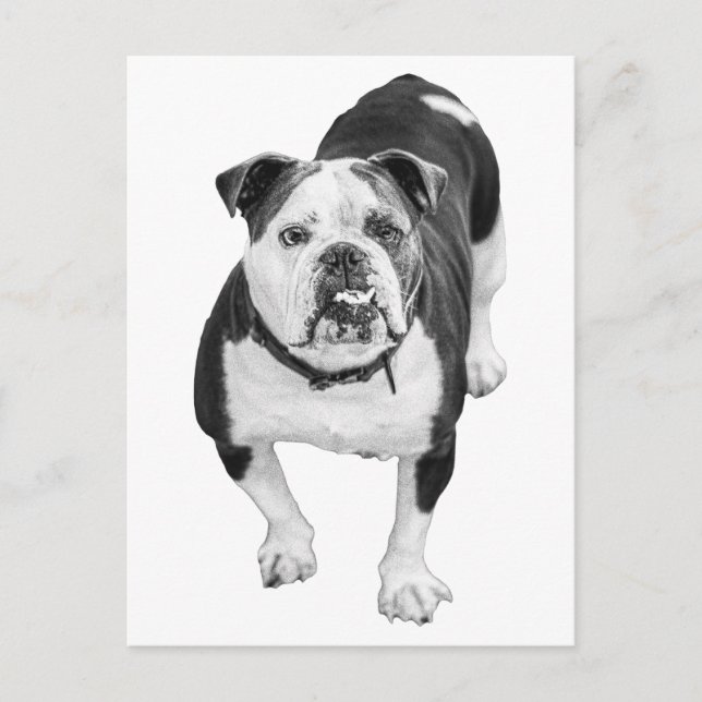 Carte Postale Vue Evergreen, Bulldog Post (Devant)