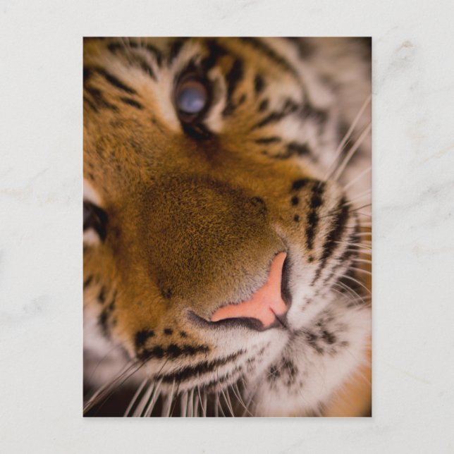 Carte postale Vue Gros Plan Tiger (Devant)
