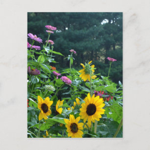 Carte Postale Vue jardin, marguerites, cosmos, tournesols