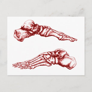 Carte Postale Vue latérale des os des pieds - rouge clair