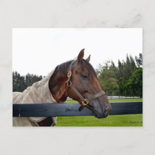 Carte Postale vue latérale du cheval sur la clôture