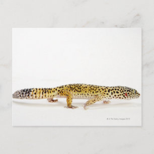 Carte Postale Vue latérale du léopard gecko lizard