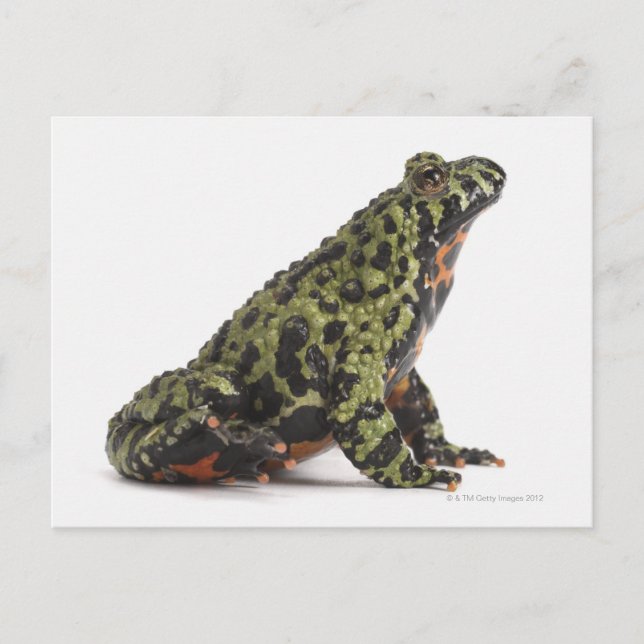 Carte Postale Vue latérale d'un crapaud Oriental Bellied Fire (Devant)