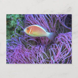 Carte Postale Vue latérale d'un poisson d'anémone rose, Okinawa,