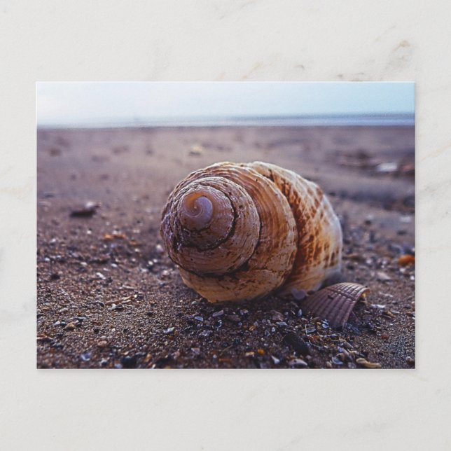 Carte Postale Vue Macro D'Une Coquille Spirale (Devant)
