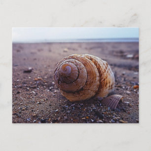Carte Postale Vue Macro D'Une Coquille Spirale