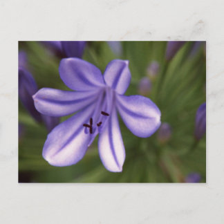 Carte Postale Vue microscopique