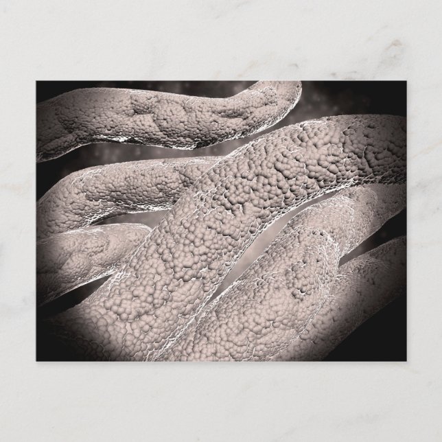 Carte Postale Vue Microscopique De La Formation De Corncob (Devant)