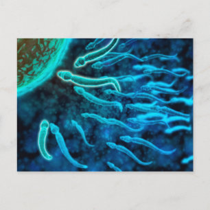 Carte Postale Vue Microscopique De La Nage De Sperme Vers L'Oeuf