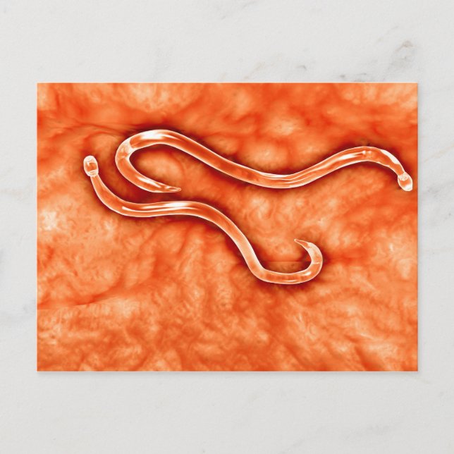 Carte Postale Vue microscopique de l'ankylostome 2 (Devant)