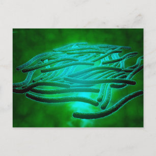 Carte Postale Vue Microscopique De Legionella Pneumophila 1