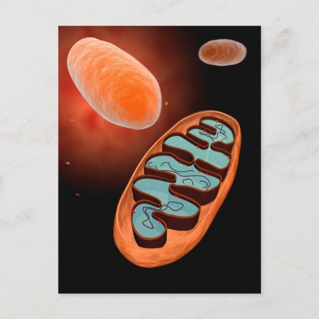 Carte Postale Vue Microscopique De Mitochondrie 1 (Devant)