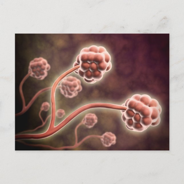 Carte Postale Vue Microscopique De Stachybotrys Chartarum (Devant)