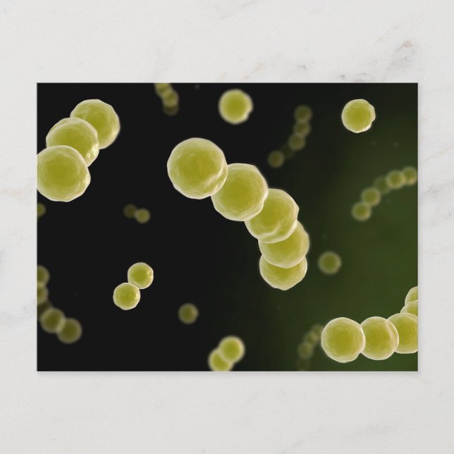 Carte Postale Vue microscopique de Streptococcus 1 (Devant)