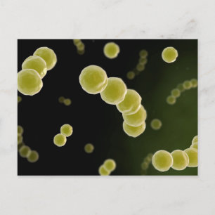 Carte Postale Vue microscopique de Streptococcus 1