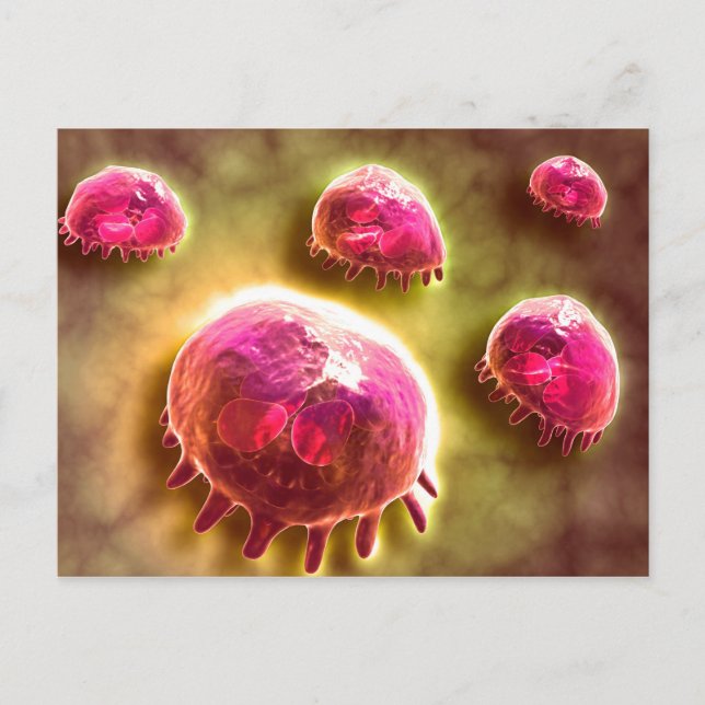 Carte Postale Vue Microscopique Des Macrophages Phagocytiques 2 (Devant)