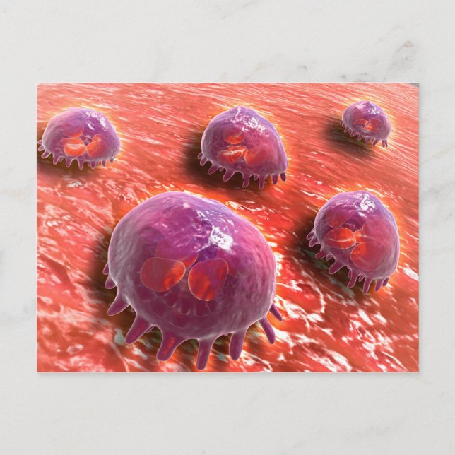 Carte Postale Vue Microscopique Des Macrophages Phagocytiques 3 (Devant)