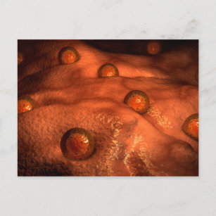 Carte Postale Vue Microscopique Des Ovules