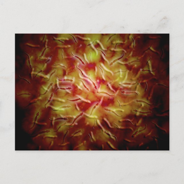 Carte Postale Vue Microscopique Du Sperme (Devant)