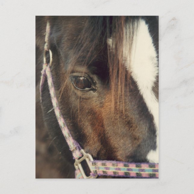 Carte Postale Vue oeil du cheval (Devant)