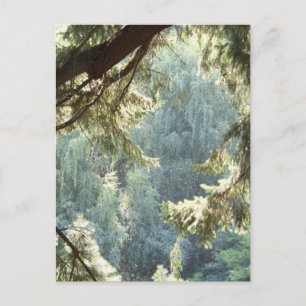 Carte Postale Vue par les arbres