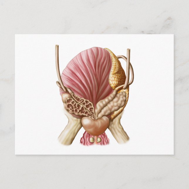 Carte Postale Vue Postérieure De La Vessie Urinaire (Devant)