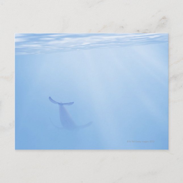 Carte Postale Vue sous-marine de la baleine (Devant)
