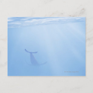Carte Postale Vue sous-marine de la baleine