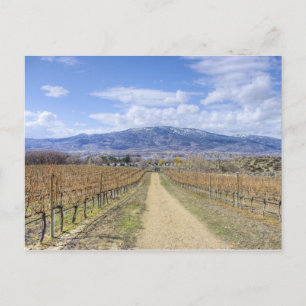 Carte Postale Vue sur le vignoble d'Osoyoos