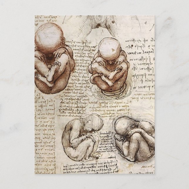 Carte Postale Vues d'un foetus sur Womb.jpg par Leonardo Vinci (Devant)