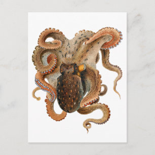 Carte Postale Vulgaris Octopus vintage, Animaux de la vie marine